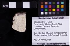 Foto (Objket + Etiketten) von Goniodromites bidentatus (Reuss, 1859) 